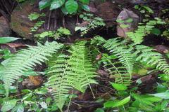 Athyrium hohenackerianum
